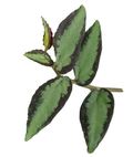 Pellonia Repens